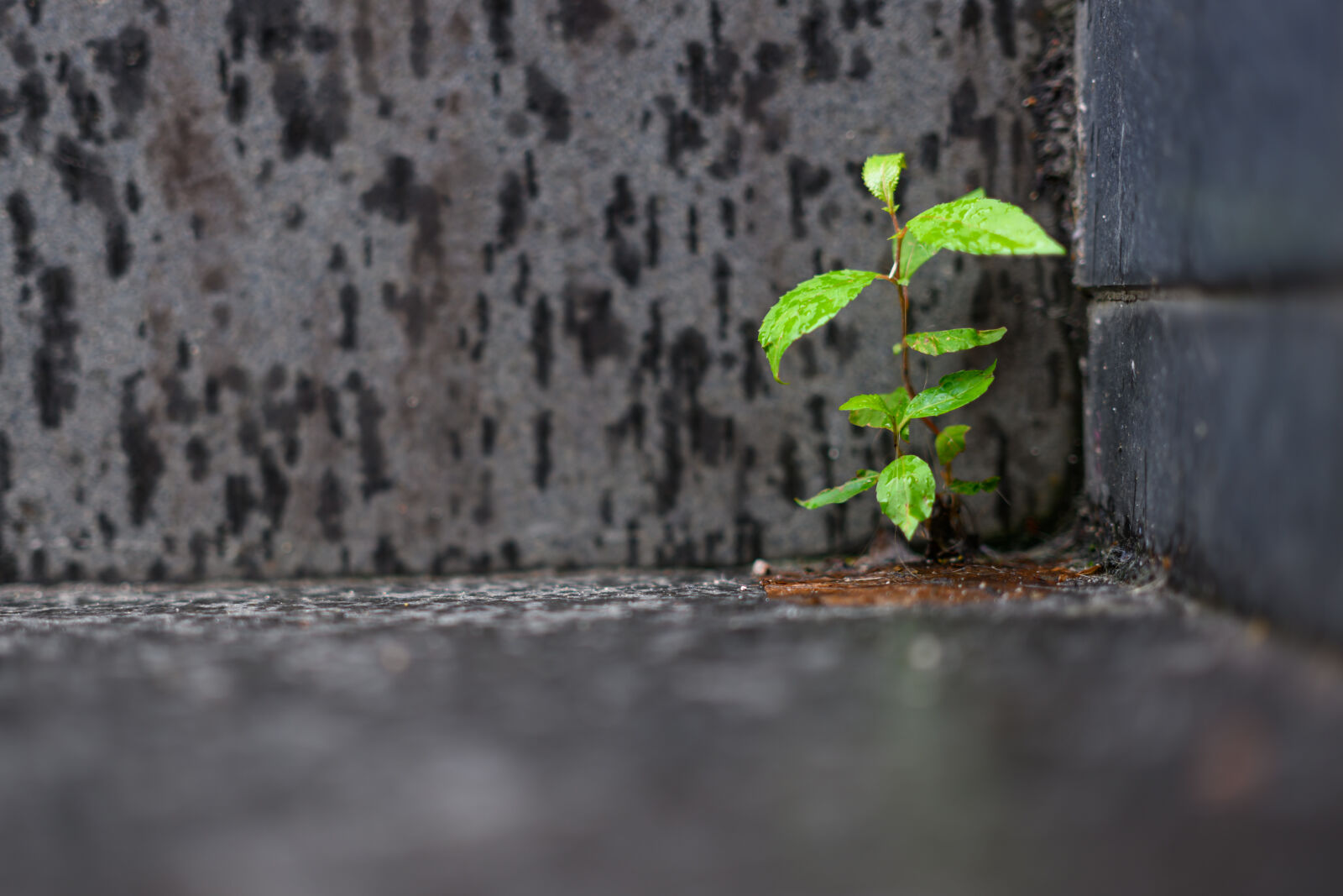 Nikon Z8 sample photo. Life find its way photography