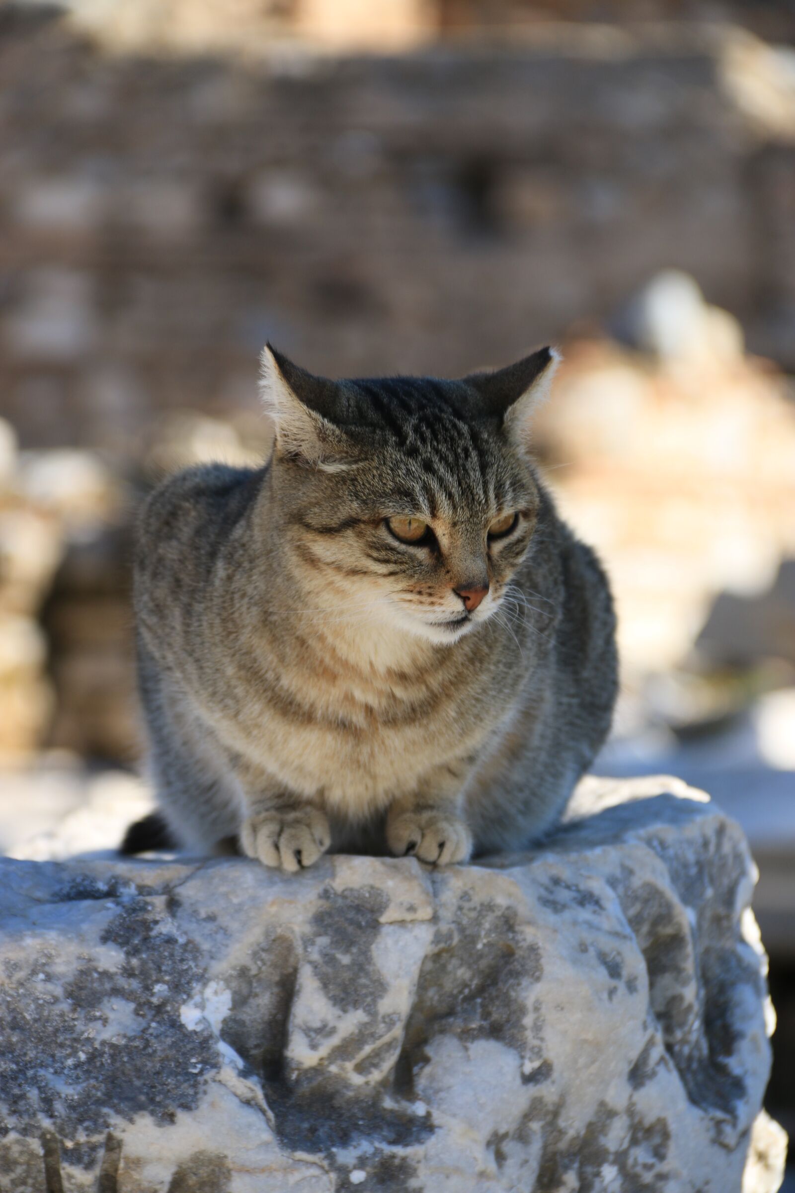 Canon EF-S 18-135mm F3.5-5.6 IS sample photo. Cat, animal, animal portrait photography