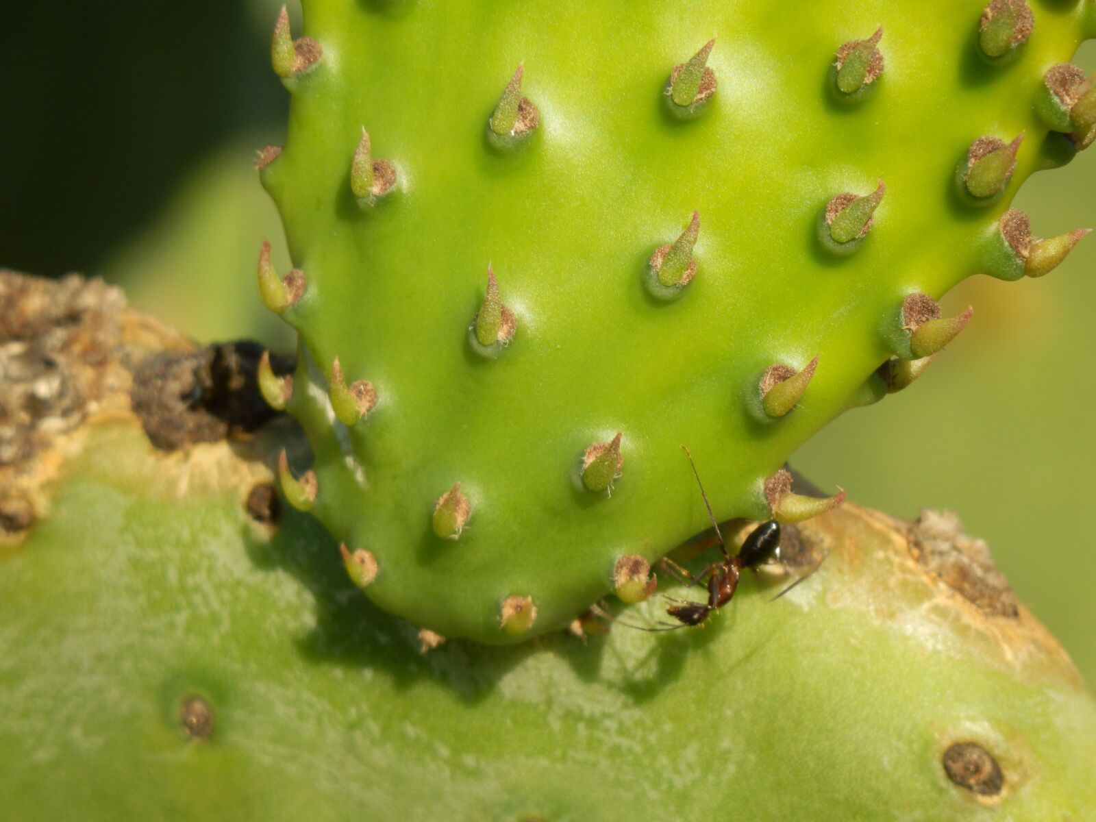 Olympus SZ-31MR sample photo. Cactus, plant, thin photography