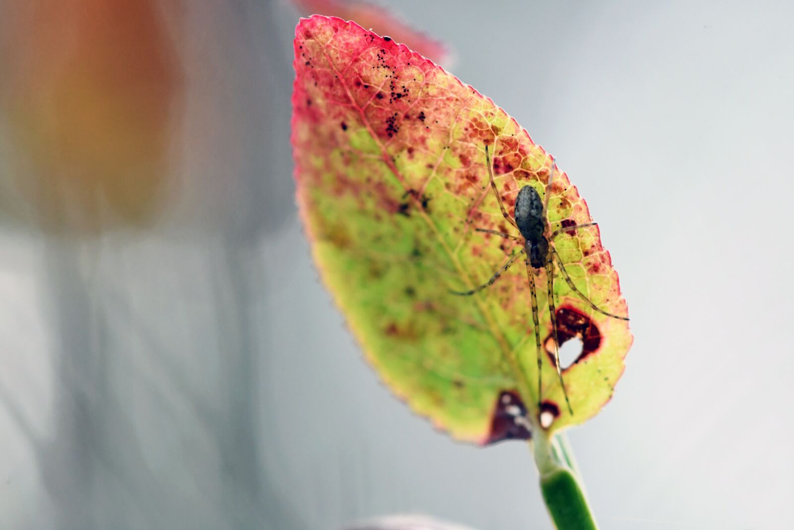 Nikon D500 sample photo. Macro, autumn, spider photography