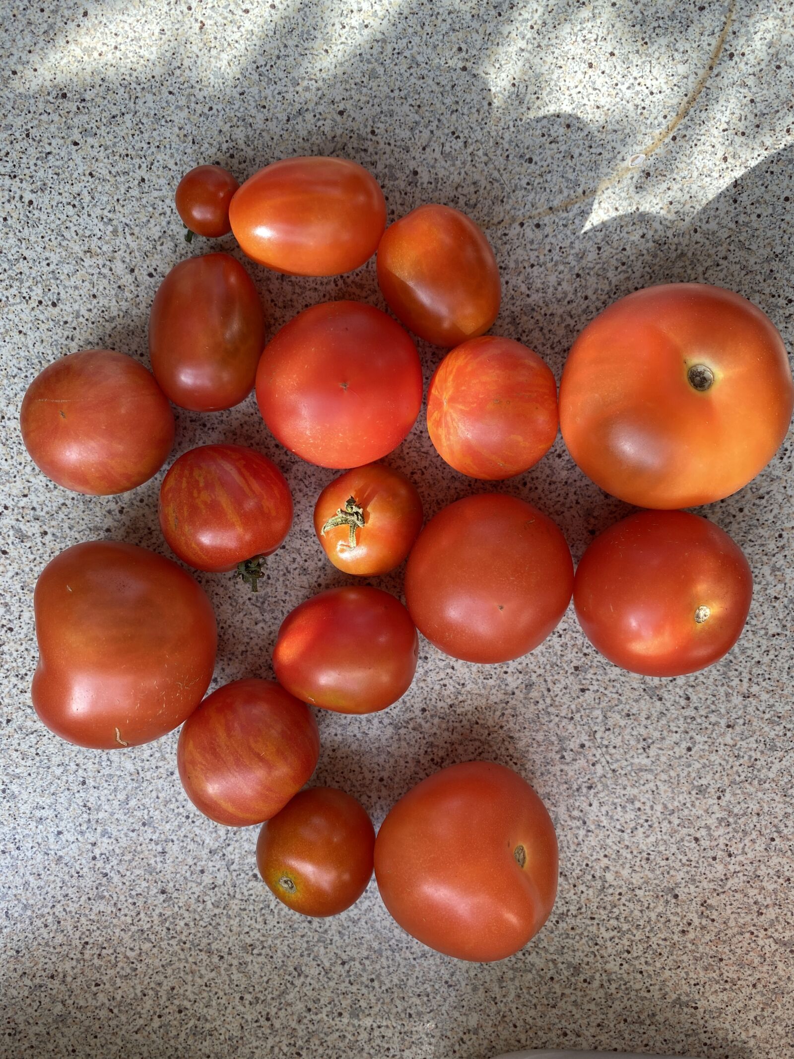 Apple iPhone 11 sample photo. Tomatoes, red, healthy photography
