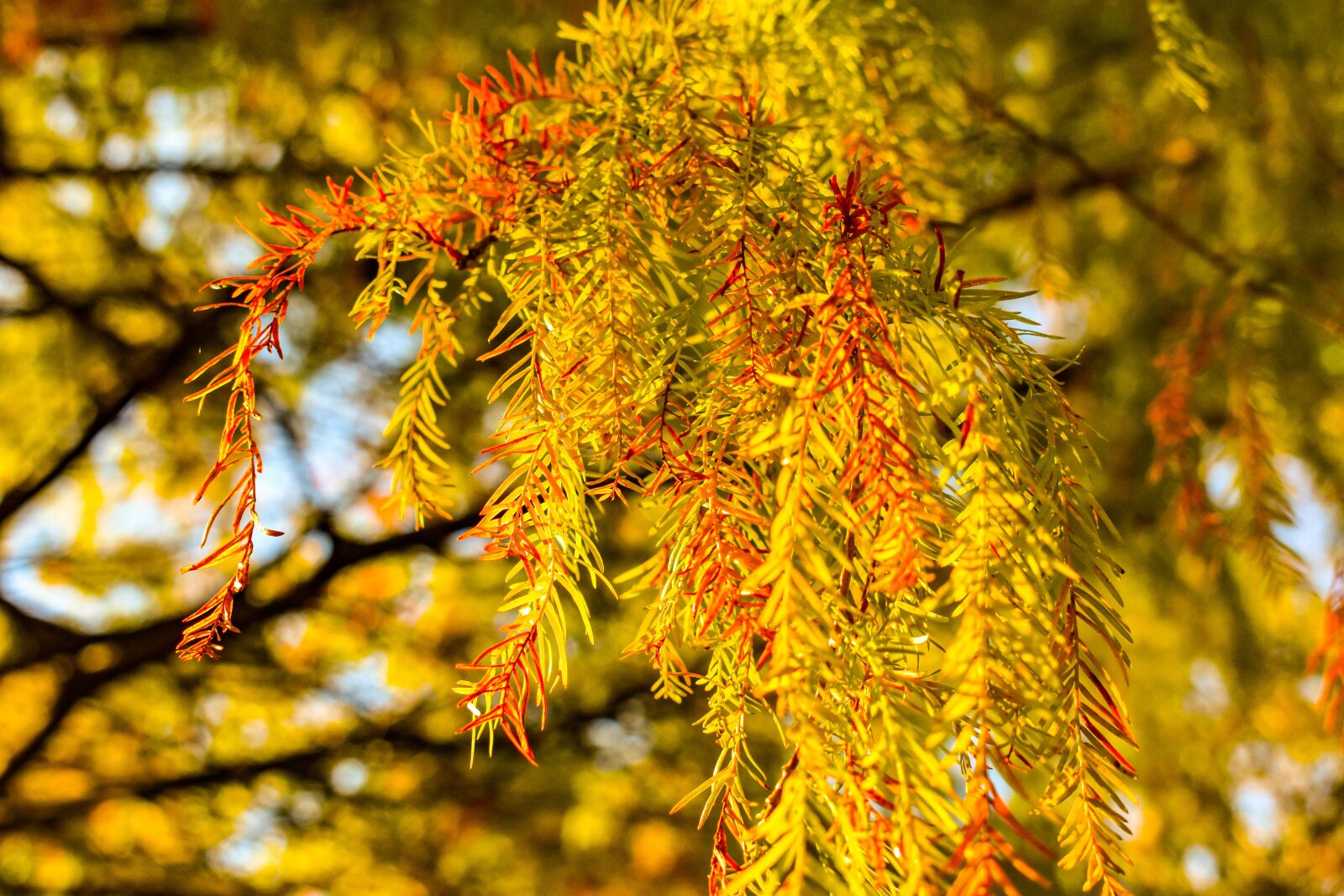Nikon D3400 sample photo. Fall, nature, grass photography
