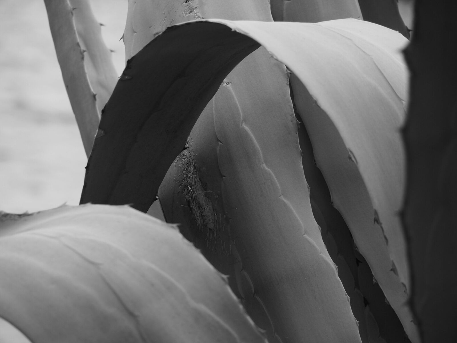 Olympus OM-D E-M5 II sample photo. Plant, agave, leaves photography