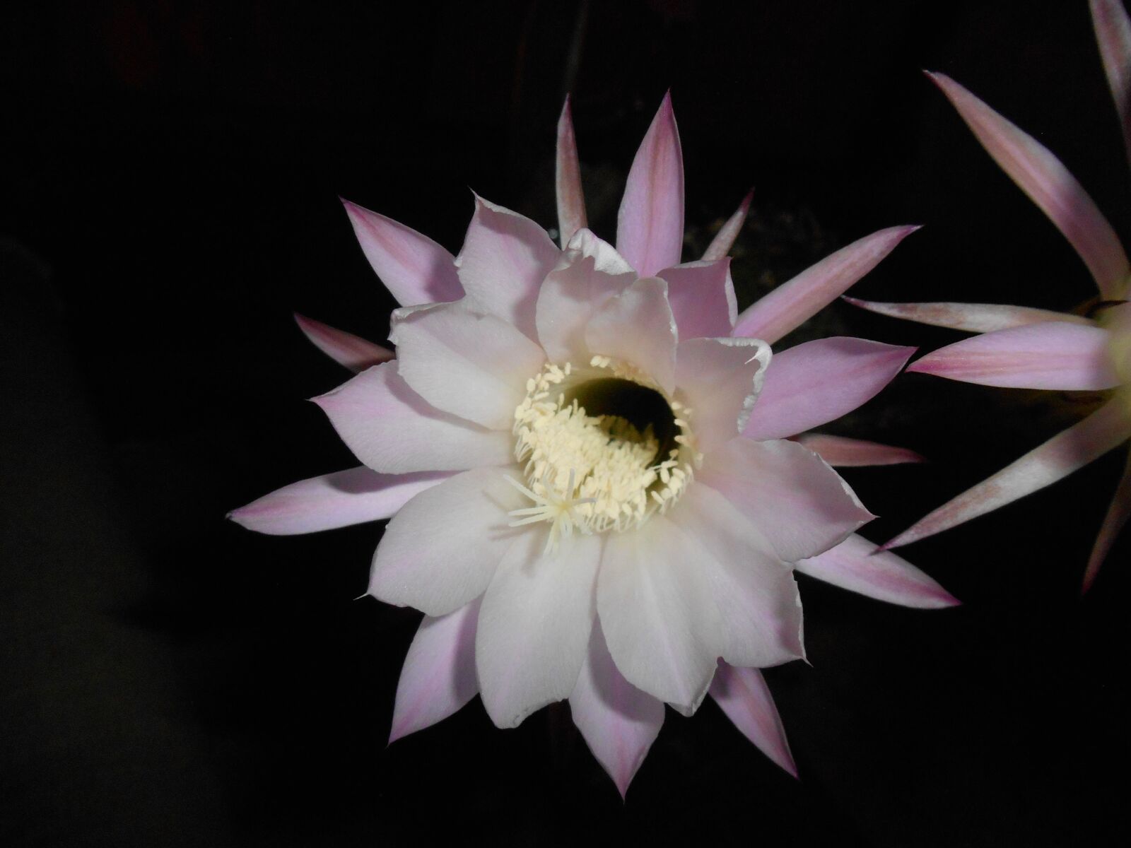 Nikon Coolpix S3500 sample photo. Flower, cactus, at night photography