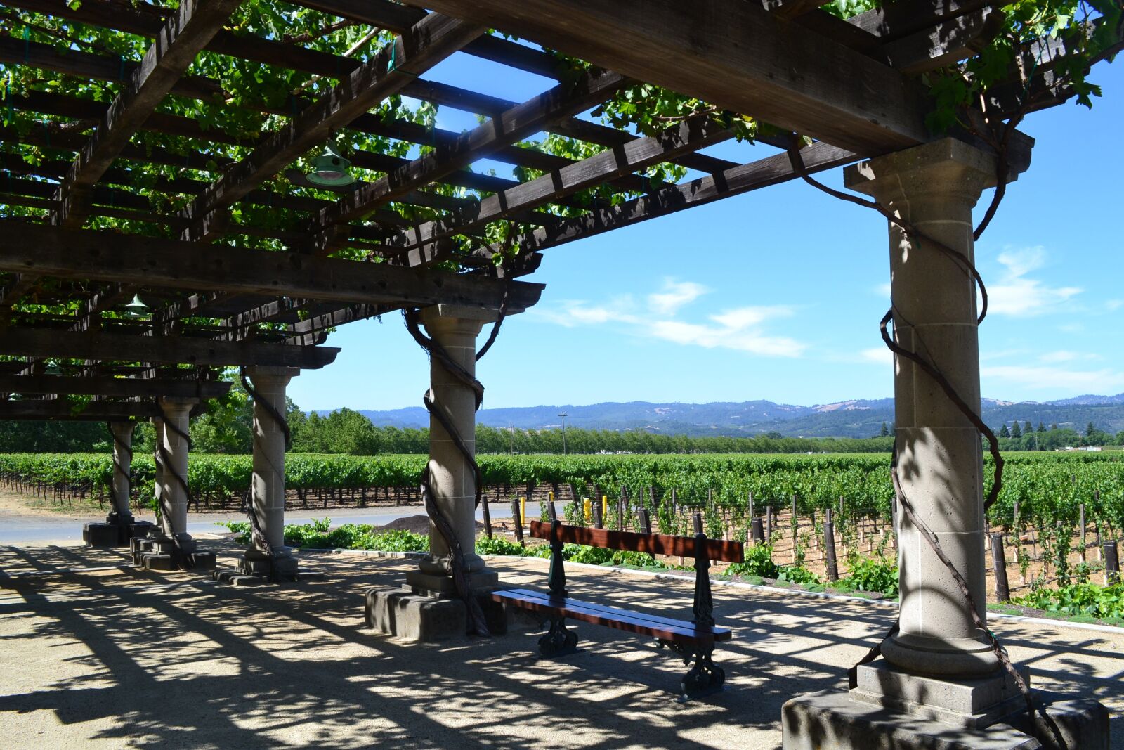 Nikon D3100 sample photo. Inglenook, california, vineyards photography