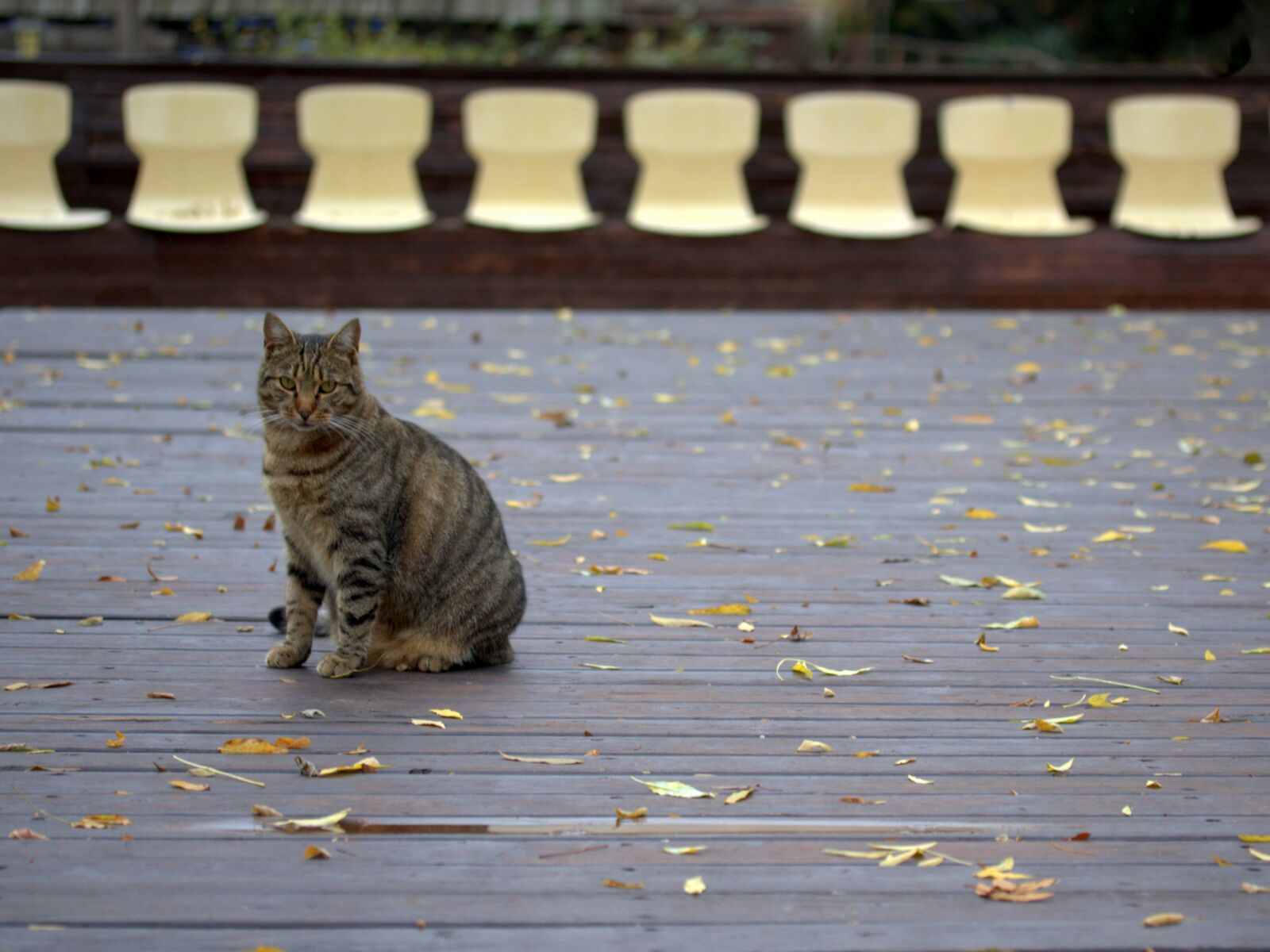 Canon EF-S 60mm F2.8 Macro USM sample photo. Cat, gray, domestic photography