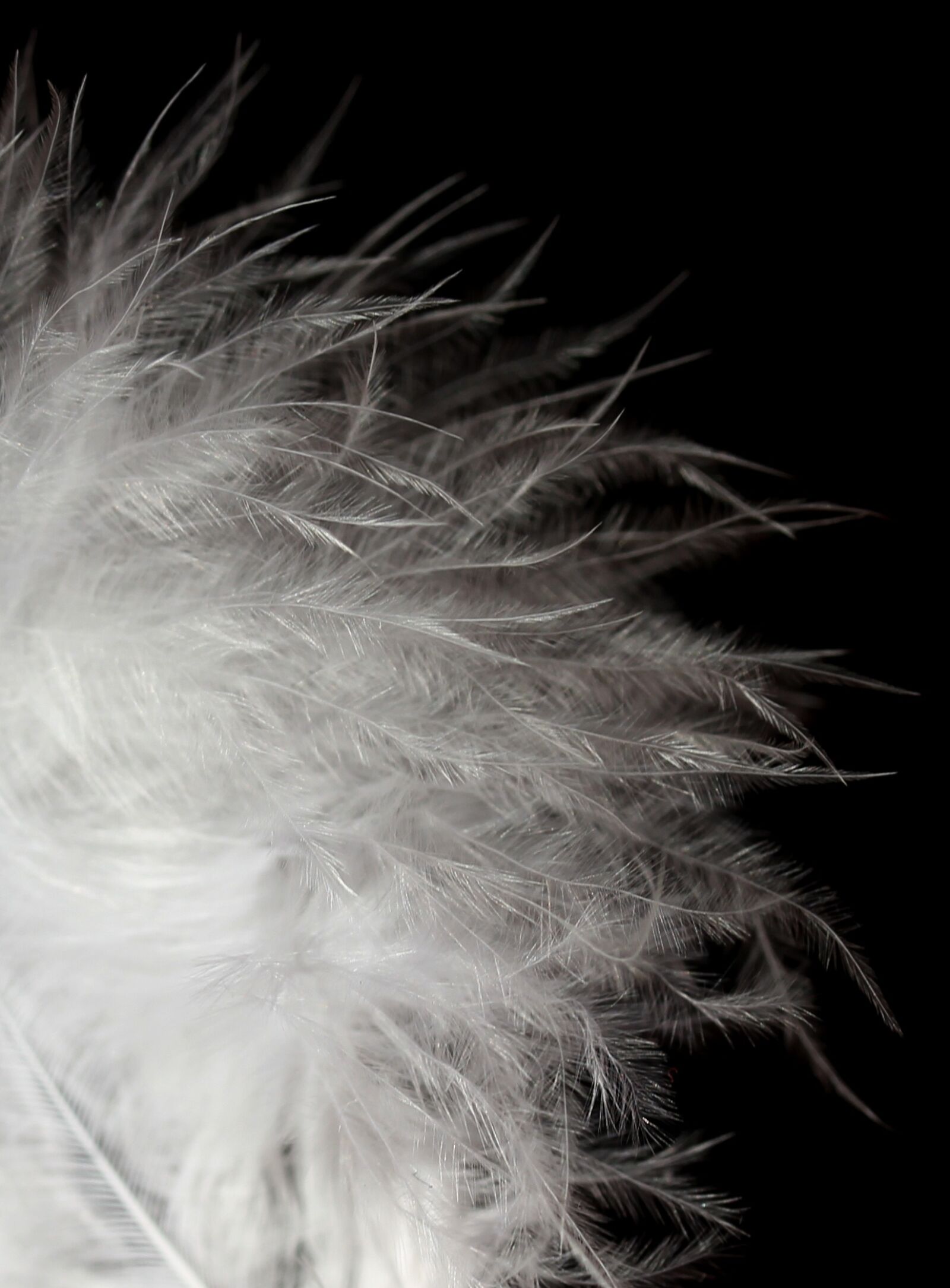 Canon EF-S 60mm F2.8 Macro USM sample photo. Snowflake, white, down photography