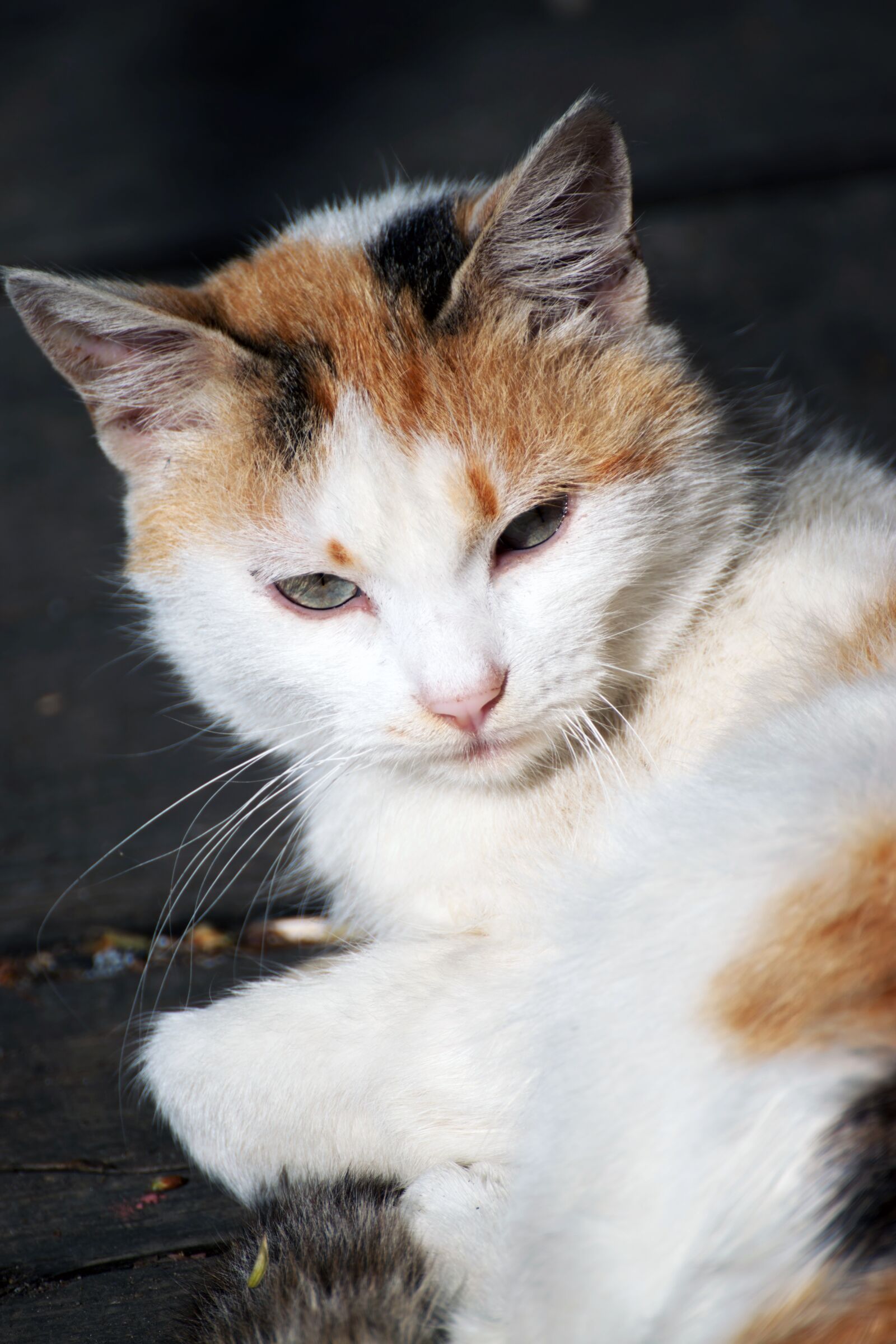 Nikon D5300 sample photo. Cat, pet, feline photography