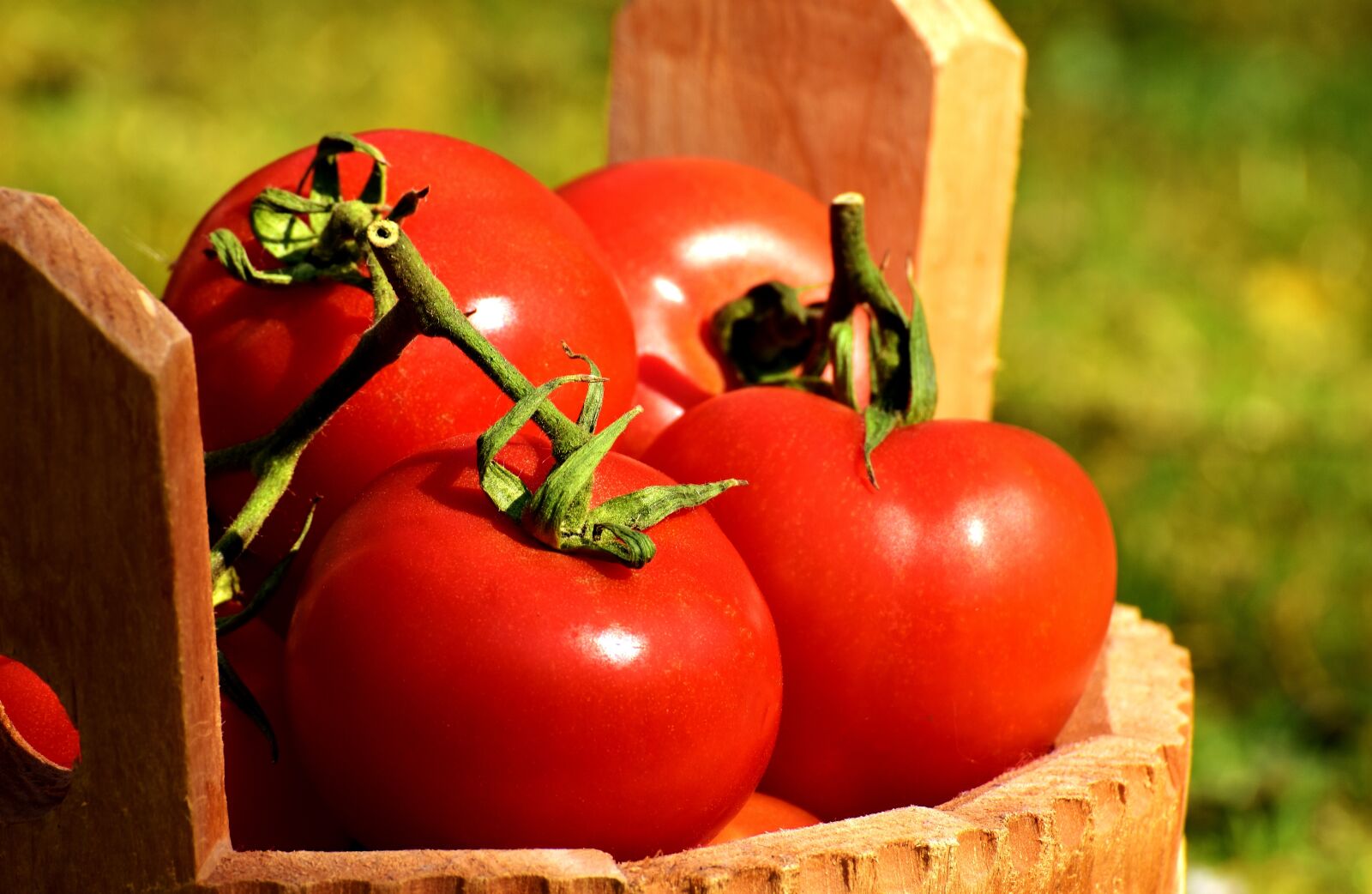 Nikon D7200 sample photo. Tomatoes, vegetables, bucket photography