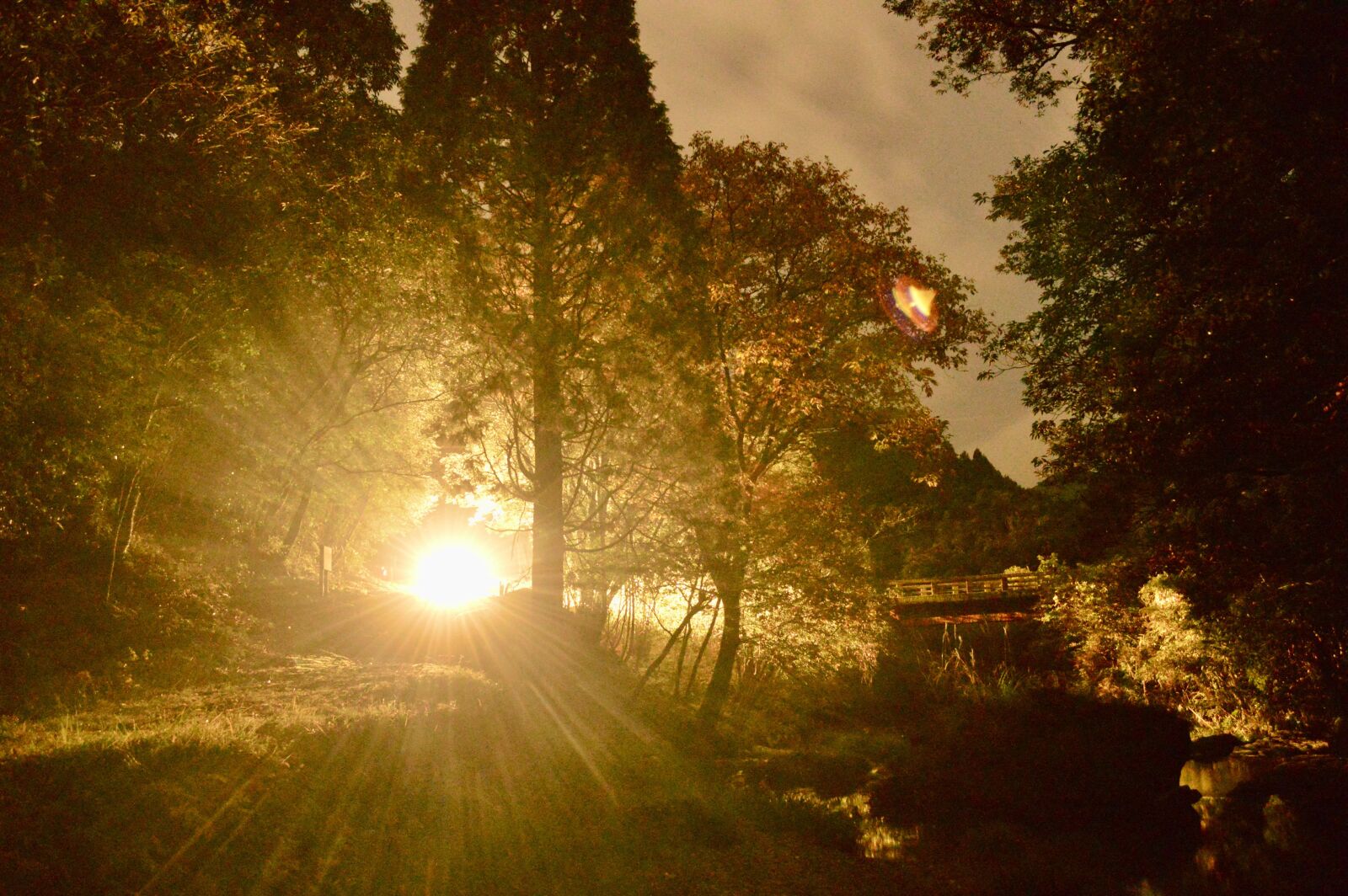 Nikon D3200 sample photo. Night forest forest, light photography