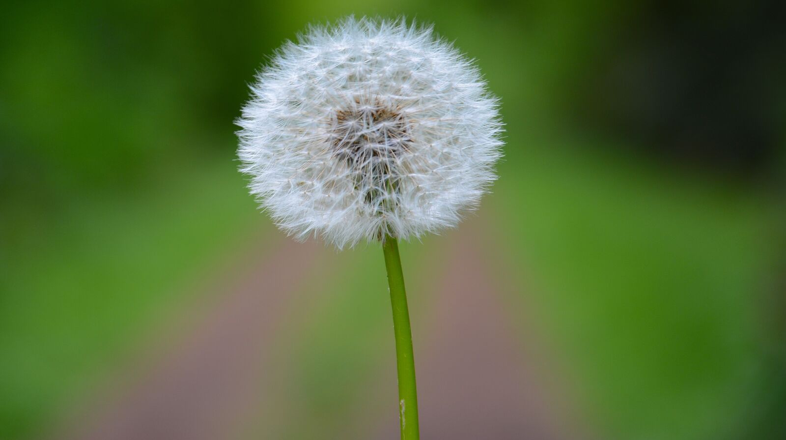 Nikon D7100 sample photo. Dandelion, macro, foreground photography