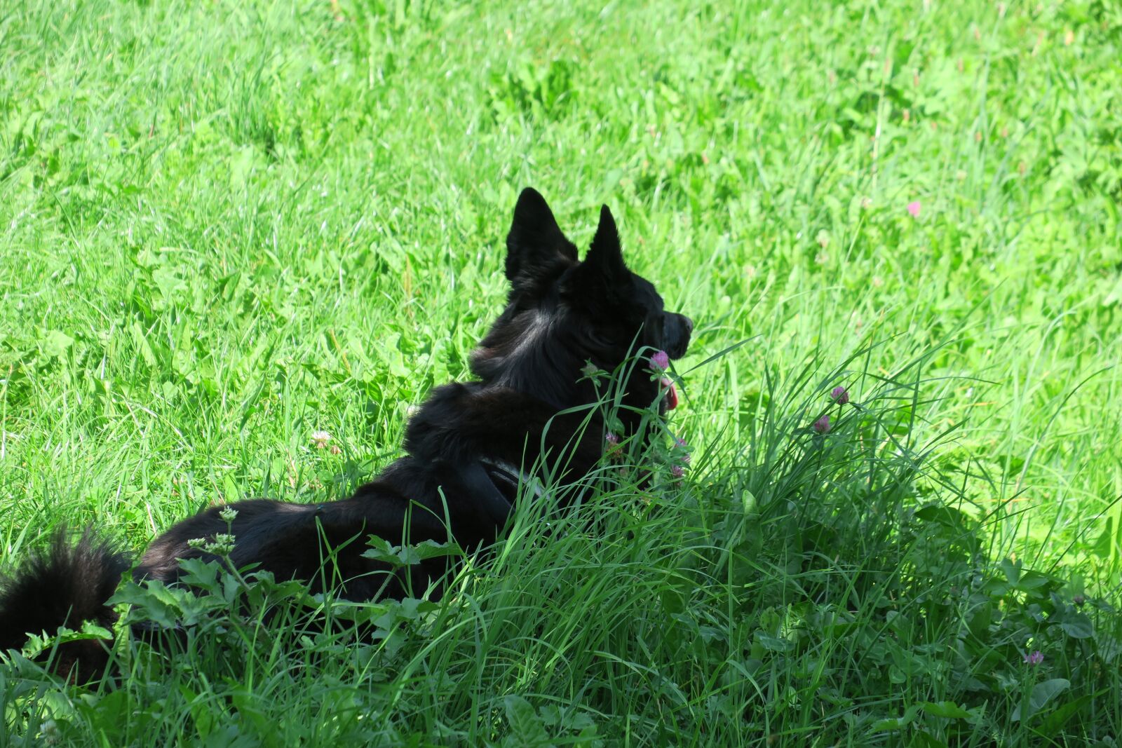 Canon PowerShot G3 X sample photo. Dog, black, animals photography
