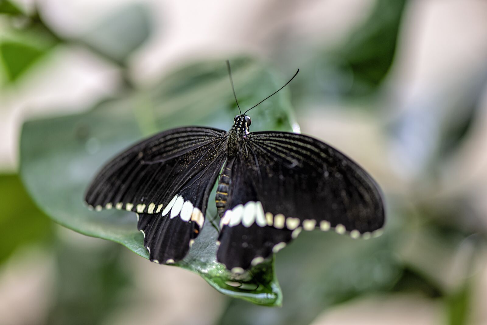 Nikon D610 sample photo. Butterfly, wing, insect photography