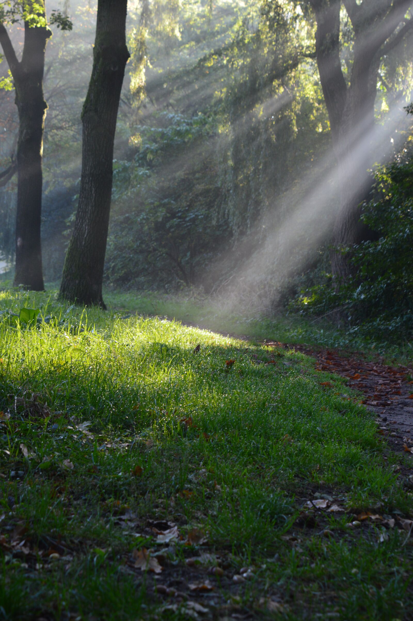 Nikon D3200 sample photo. Rays of sun, sun photography