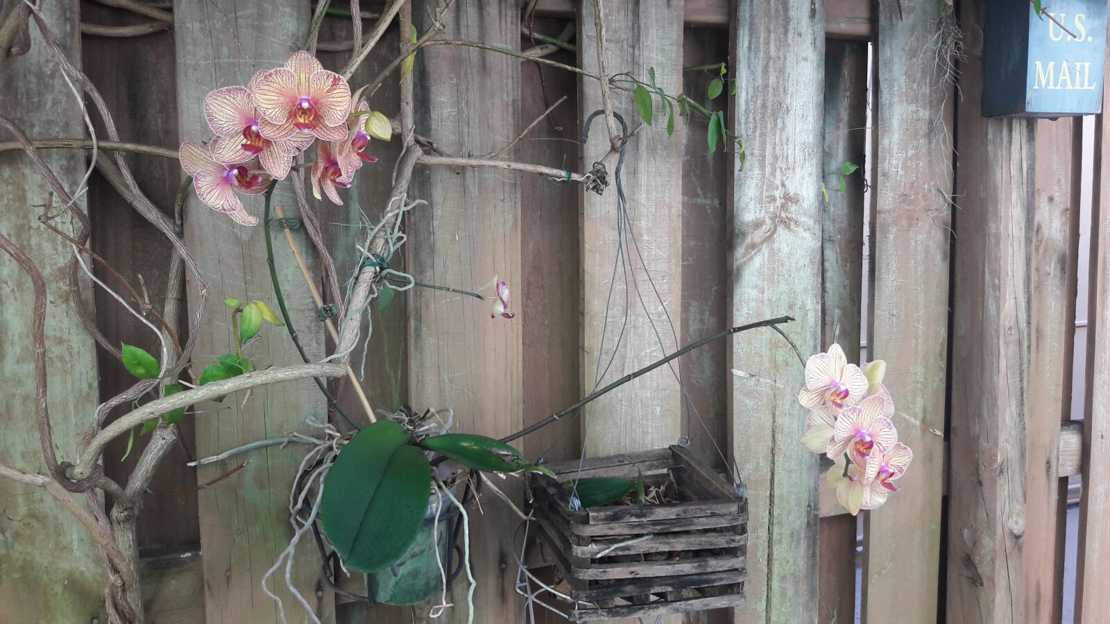 Samsung Galaxy J7 sample photo. Orchids, colorful, flower photography