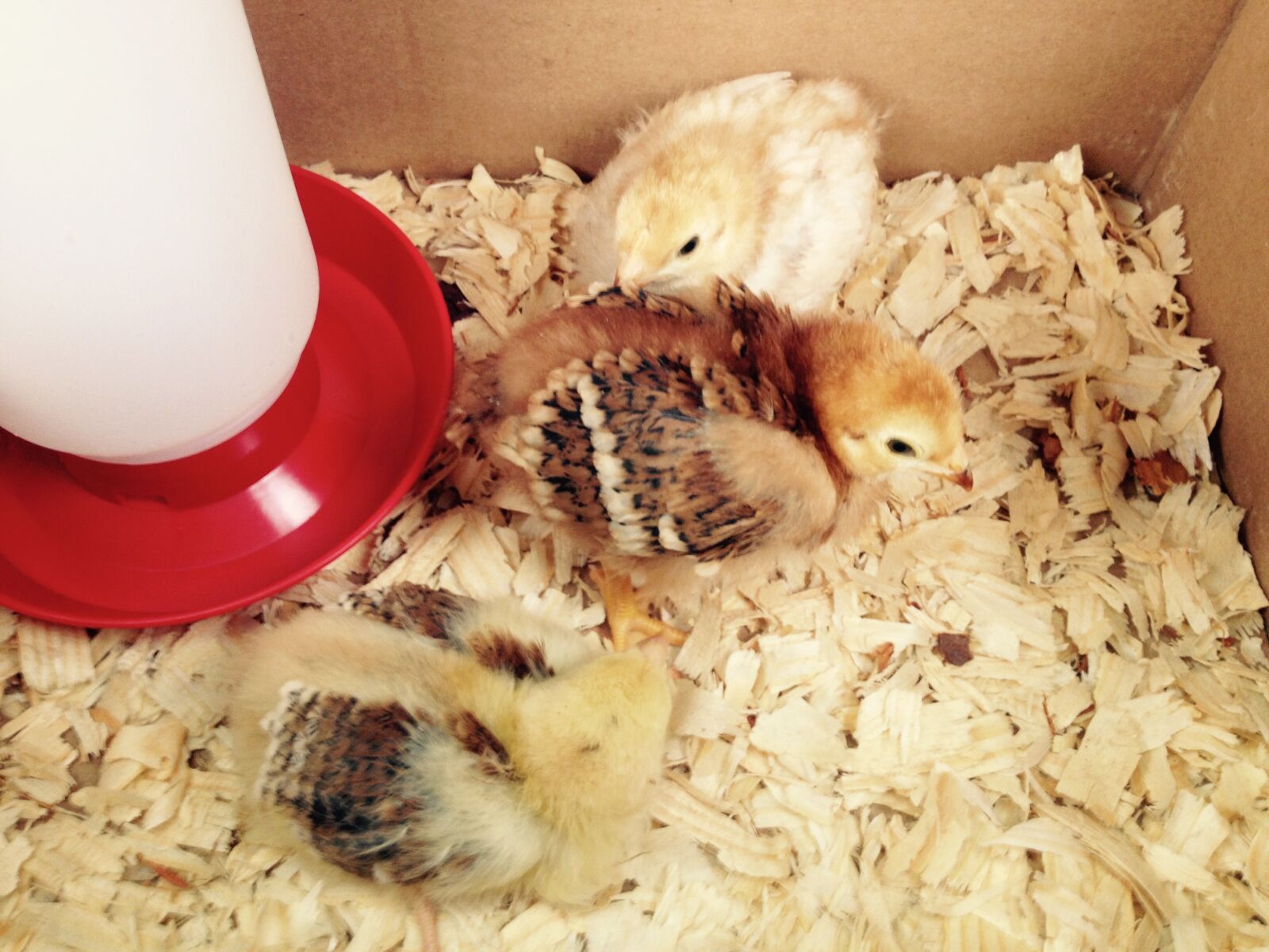 iPhone 4S back camera 4.28mm f/2.4 sample photo. Baby, chick, chicken, chicks photography