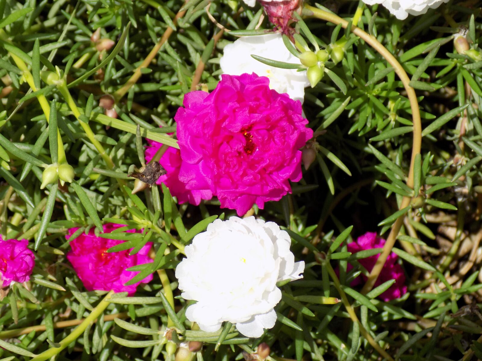 Nikon COOLPIX L340 sample photo. White, pink, flowers photography