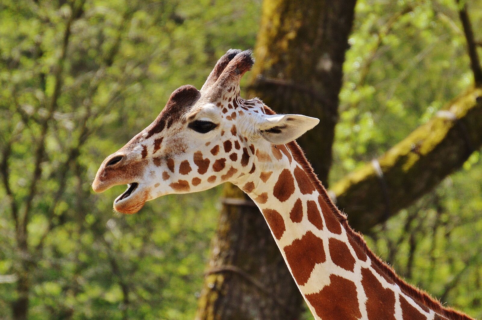 Nikon D3200 sample photo. Giraffe, zoo, animal photography