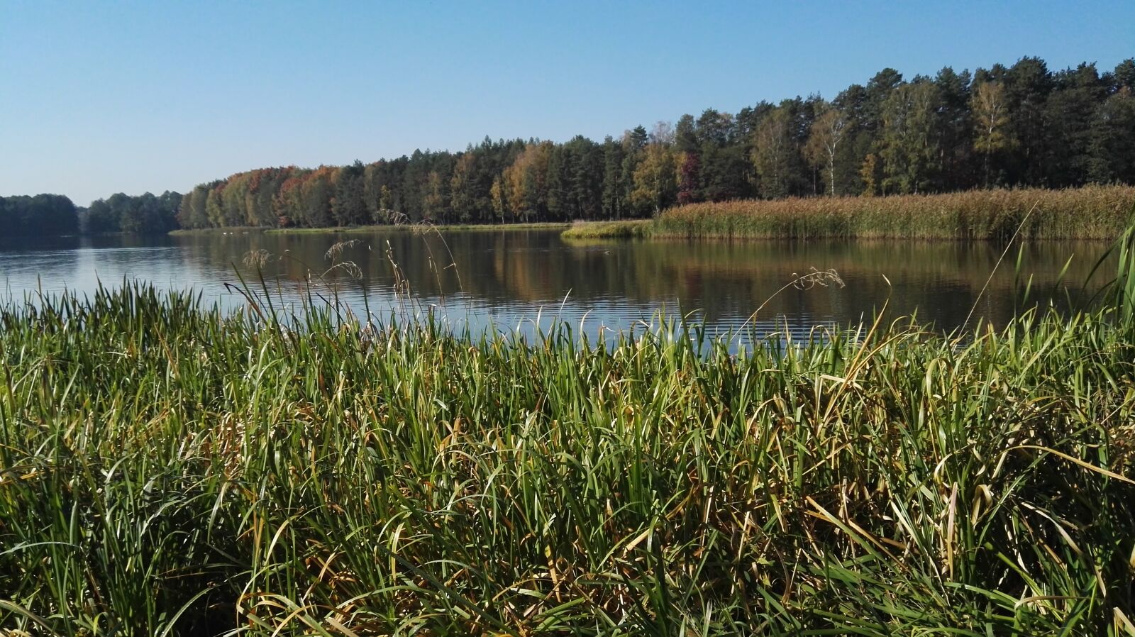HUAWEI P8 sample photo. Pond, scrubs, nature photography