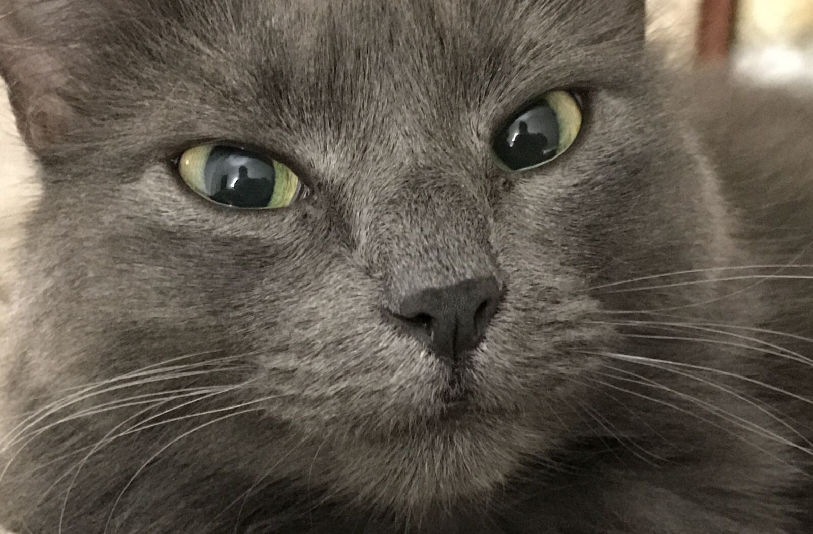 iPhone 7 Plus back dual camera 3.99mm f/1.8 sample photo. Cat, grey, feline photography