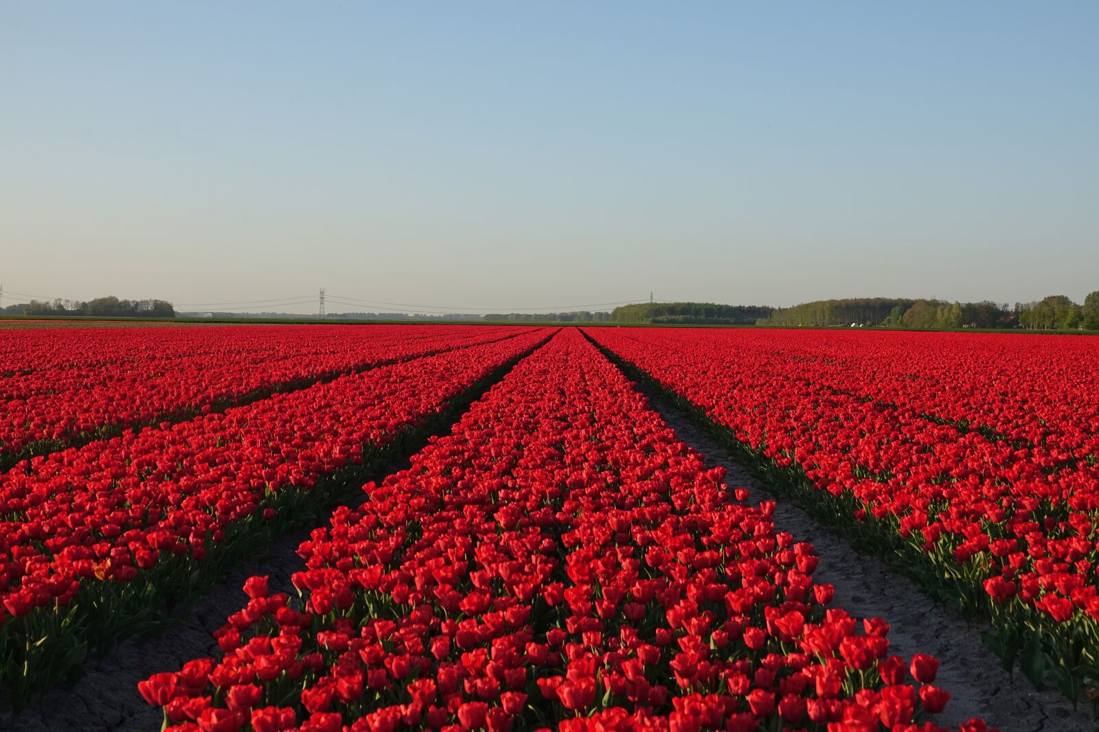 Sony Cyber-shot DSC-RX10 III sample photo. Tulips, tulip field, red photography