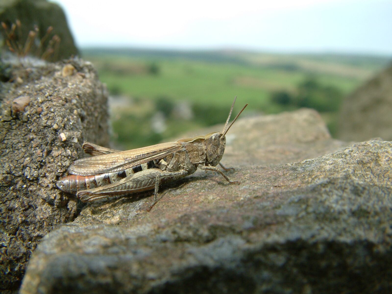 Fujifilm FinePix S602 ZOOM sample photo. Grasshopper, insect, nature photography