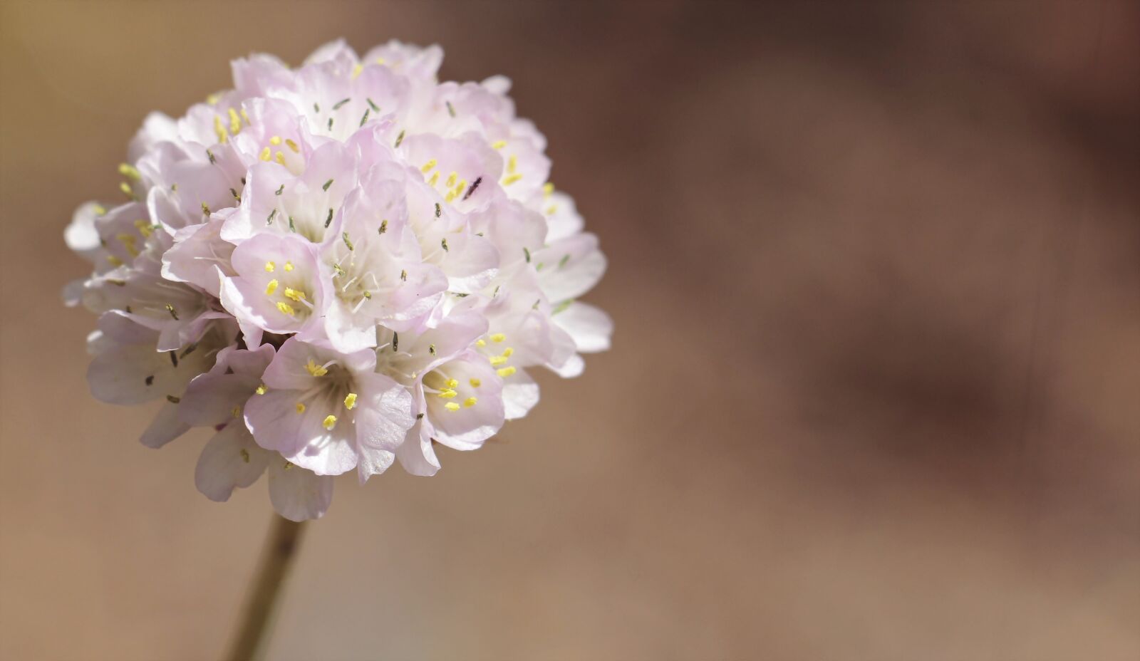 Canon EOS 100D (EOS Rebel SL1 / EOS Kiss X7) sample photo. Alpine-grass elke, flower, armeria photography