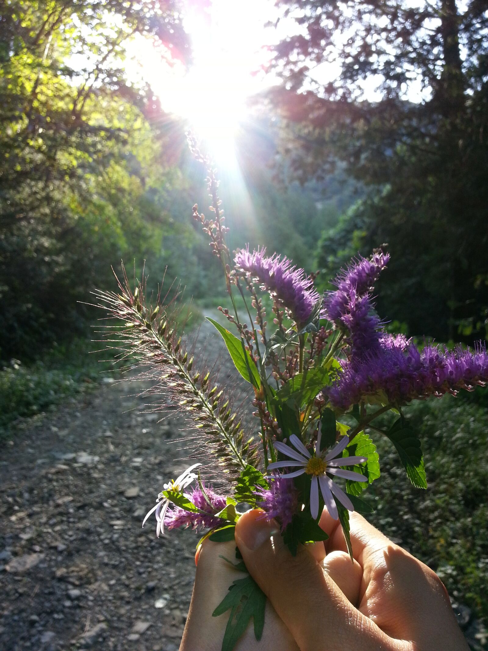 Samsung Galaxy S3 sample photo. Flowers, beauty, haetssal photography
