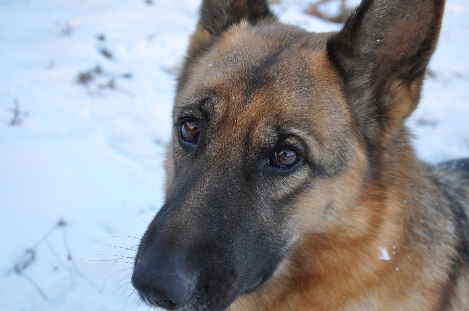 Nikon D90 sample photo. Dog, training, snow photography