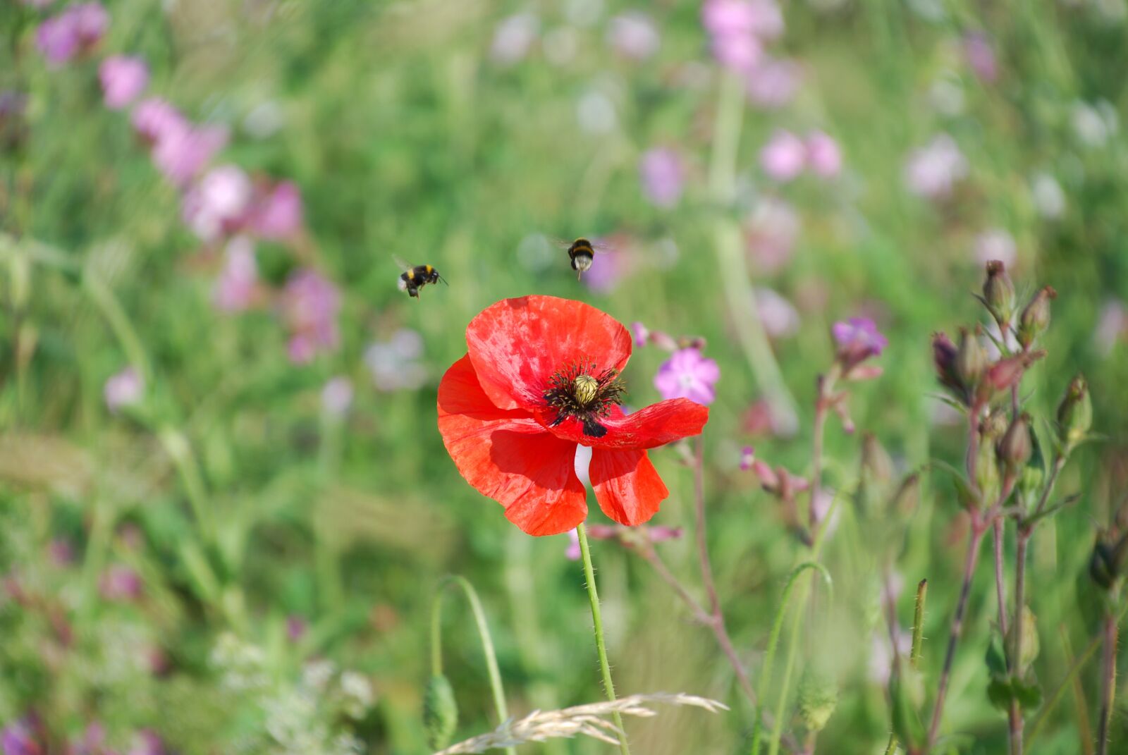 Nikon D80 sample photo. Flower, poppy, red photography