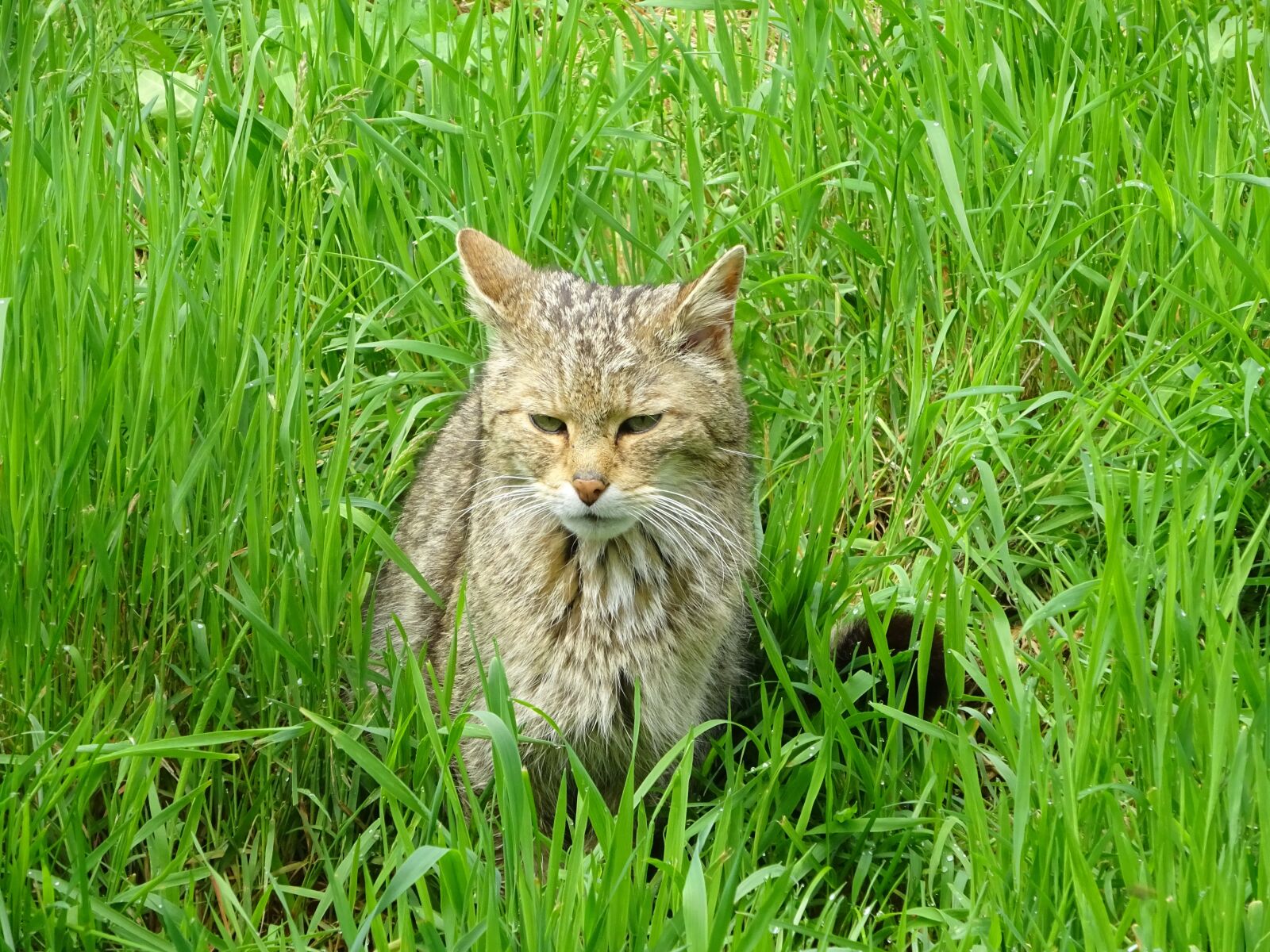 Sony Cyber-shot DSC-WX350 sample photo. Wildcat, cat, deer park photography