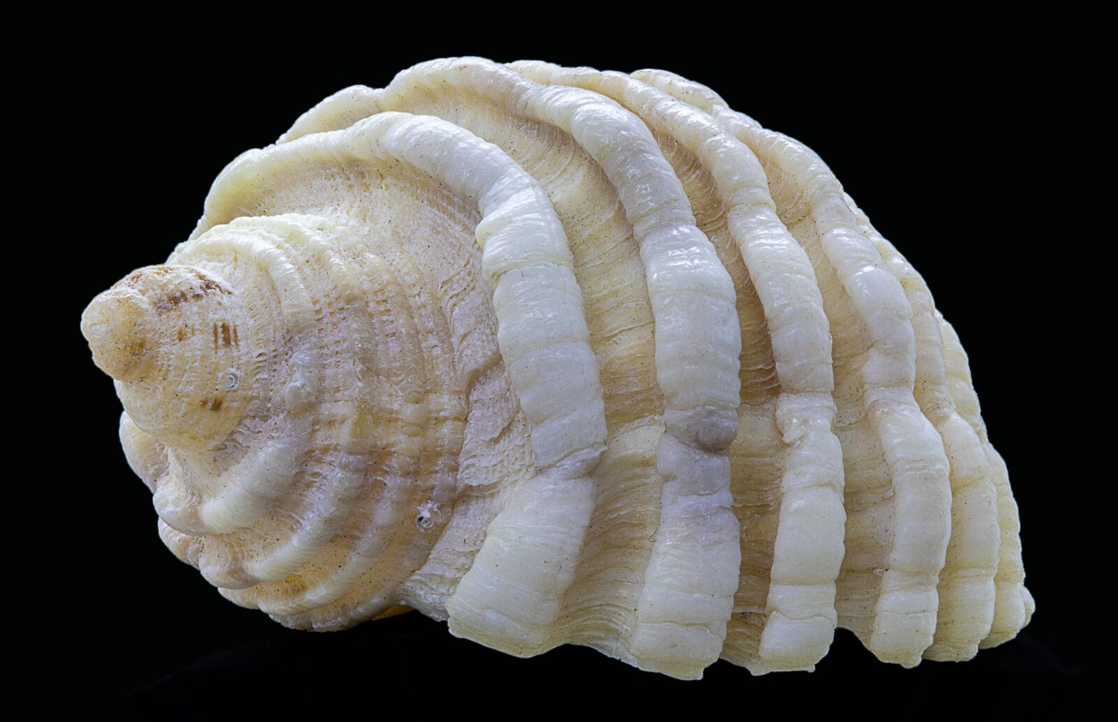 Canon EOS 800D (EOS Rebel T7i / EOS Kiss X9i) sample photo. Seashell, spiral, aquatic photography