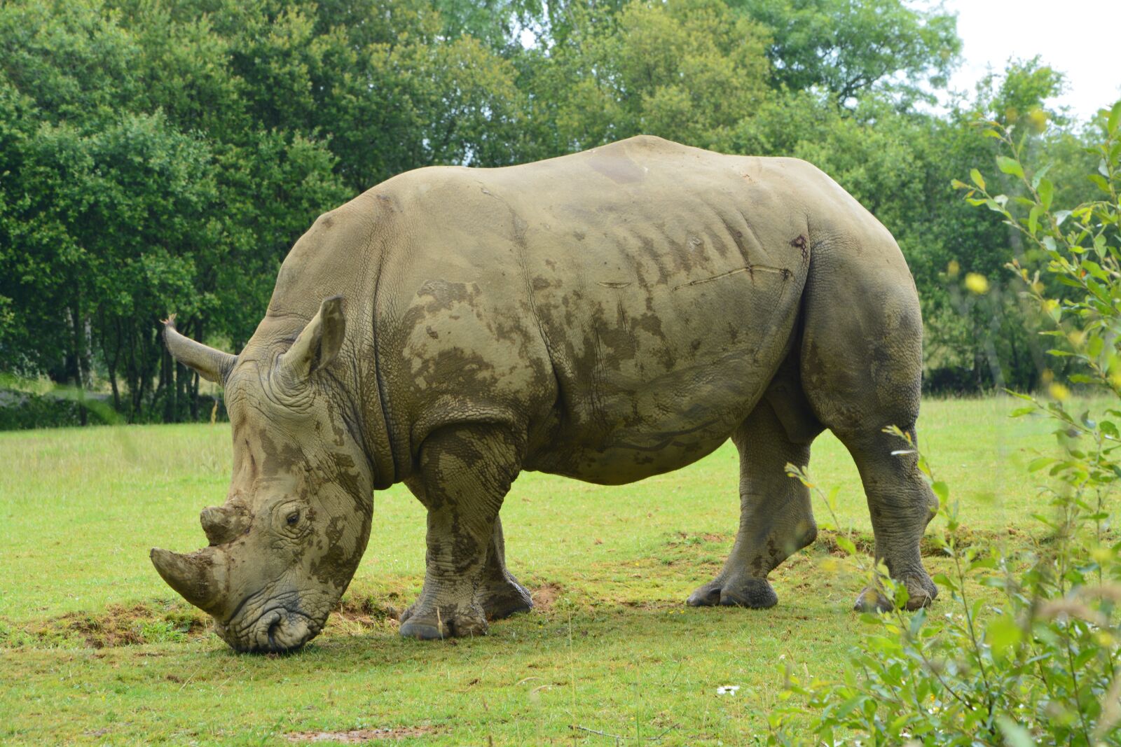 Nikon D5200 sample photo. Rhinoceros, mammal, herbivore photography