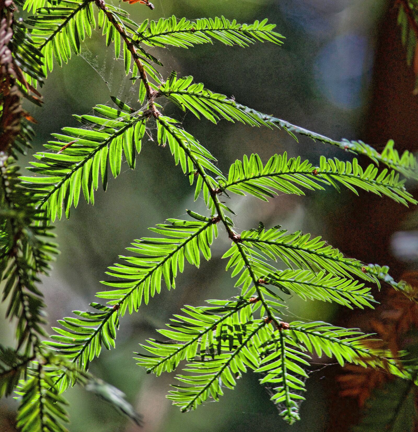 Nikon D5100 sample photo. Huge, trees, muir, redwoods photography