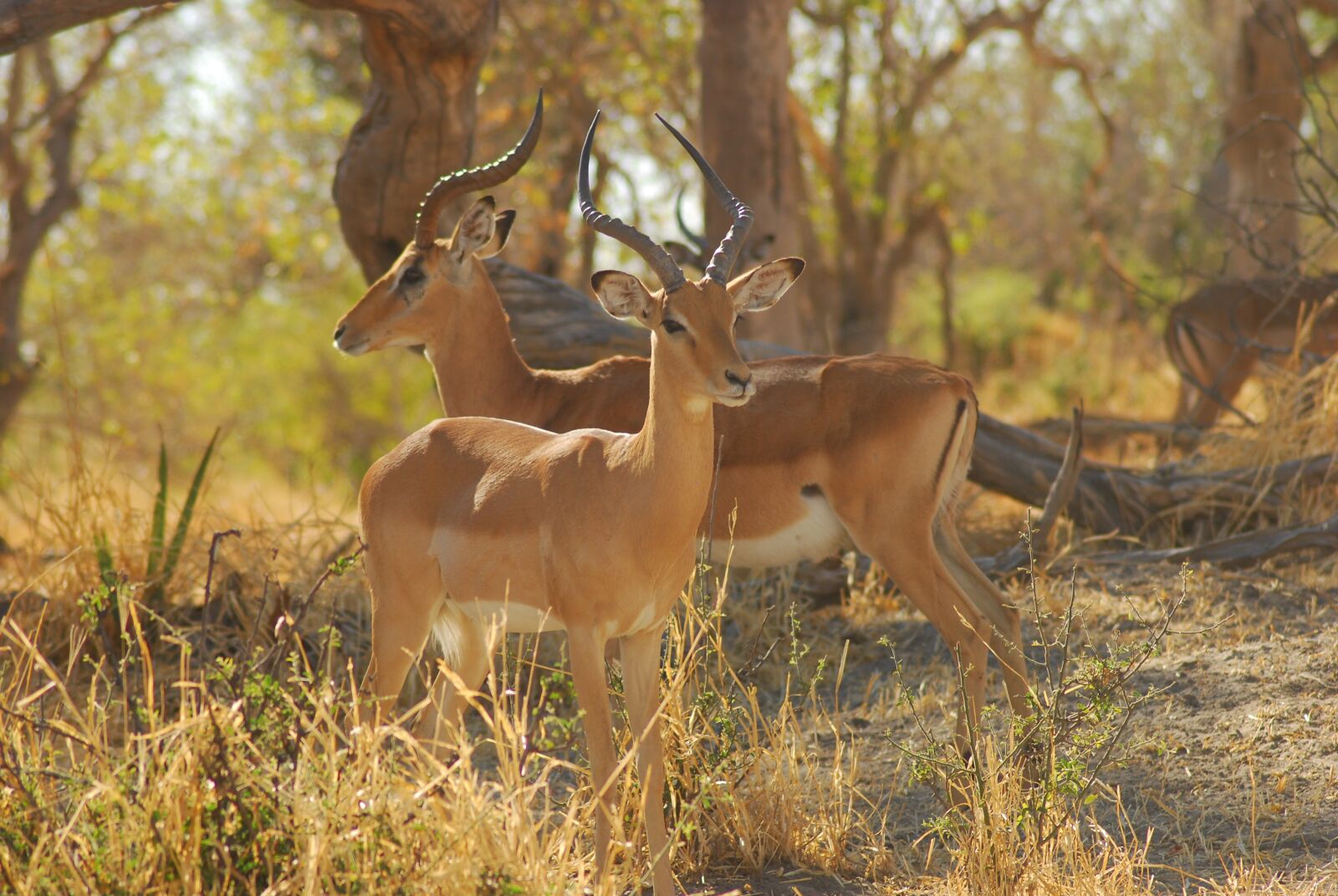 Nikon D80 sample photo. Africa, nature, strong photography