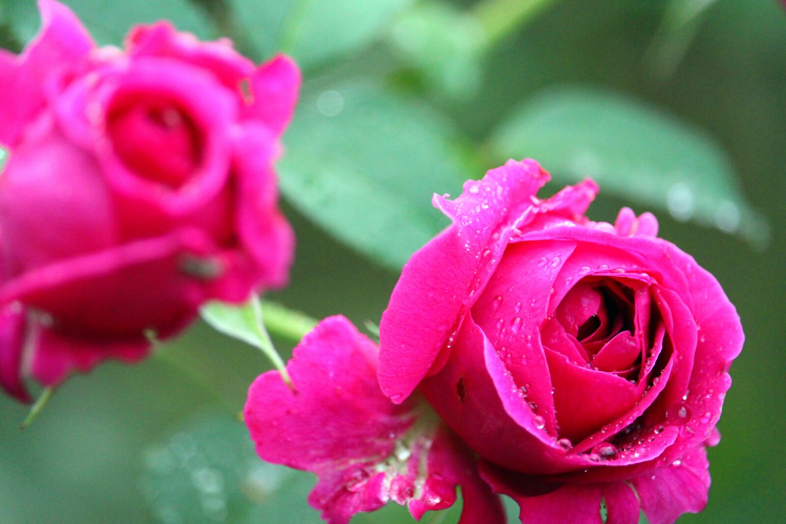 Canon EF-S 55-250mm F4-5.6 IS STM sample photo. Roses, rose bud, raindrop photography