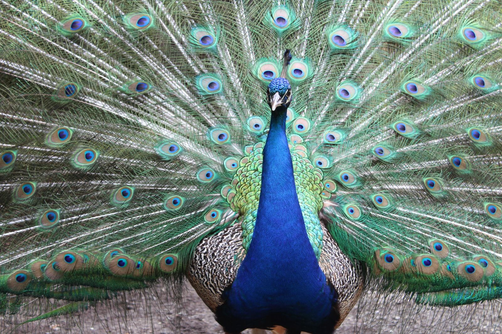 Canon EOS 1300D (EOS Rebel T6 / EOS Kiss X80) sample photo. Peacock, feather, bird photography