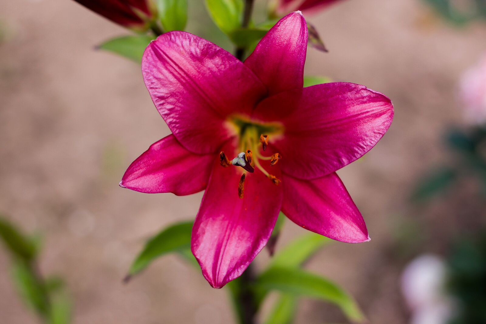 Canon EOS 50D sample photo. Lily, plant, flower photography
