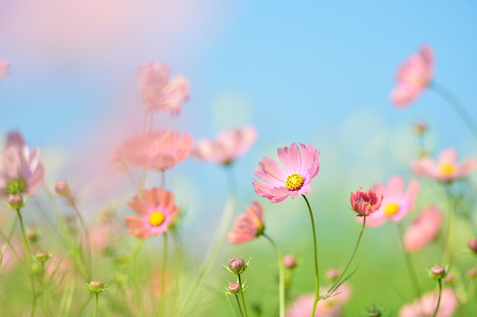 Nikon Df sample photo. Landscape, plant, flowers photography