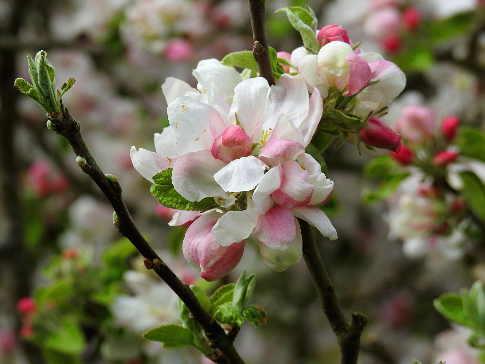 Nikon Coolpix P900 sample photo. Blossom, nature, bloom photography