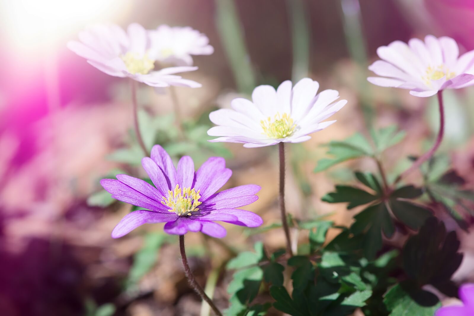 Nikon D750 sample photo. Anemone, flowers, white photography