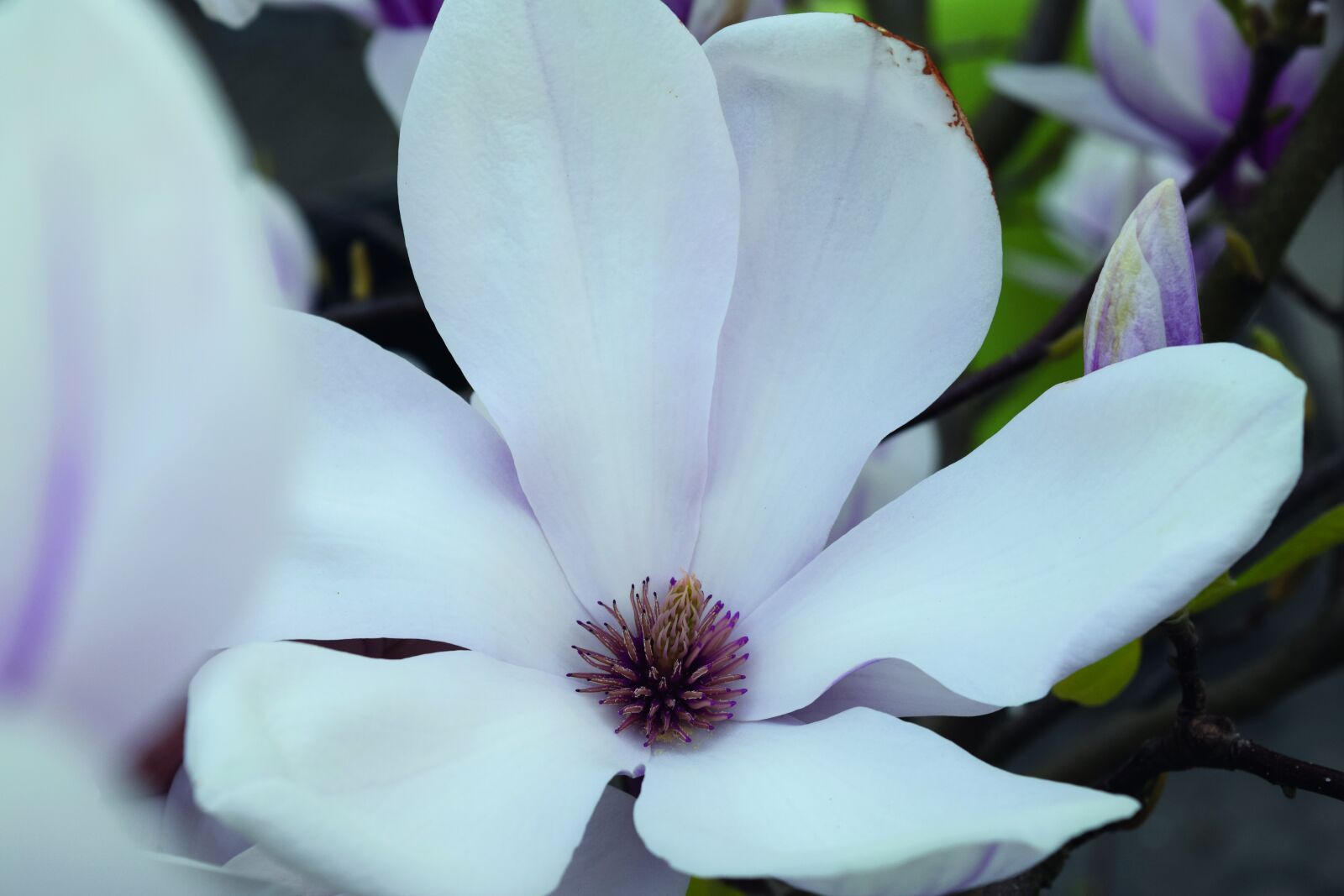 Nikon D3300 sample photo. Magnolia, blossom, bloom photography