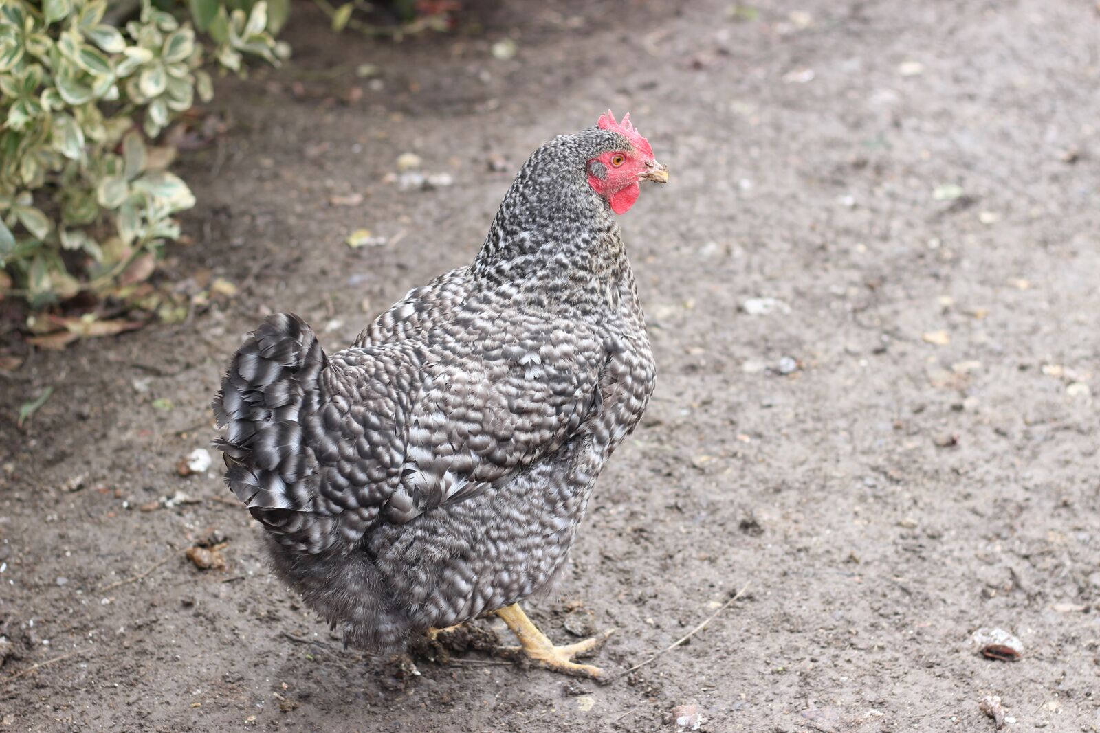 Canon EOS 600D (Rebel EOS T3i / EOS Kiss X5) + Canon EF 50mm F1.8 STM sample photo. Bird, nature, animal photography