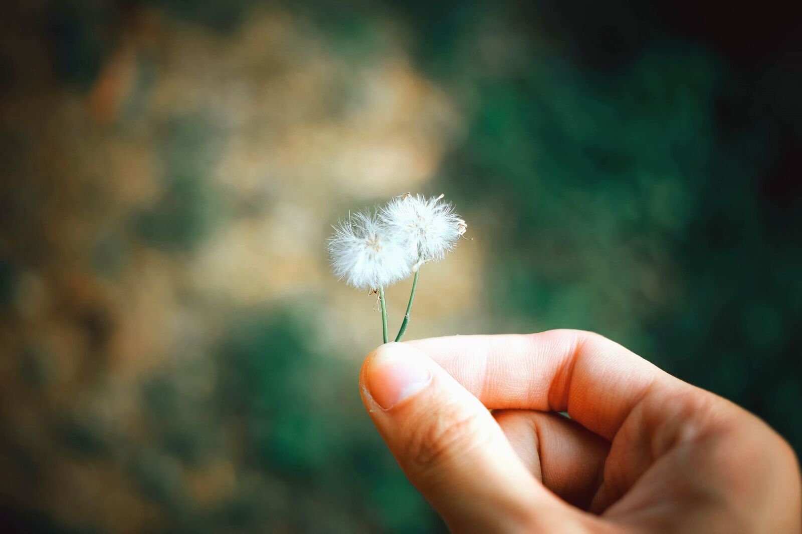 Canon EOS 5D sample photo. Dandelion, plant, flower, plant photography