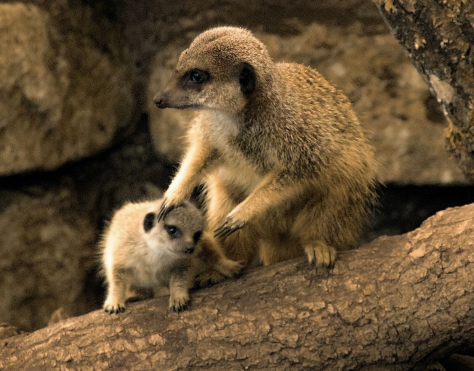 Canon EOS 750D (EOS Rebel T6i / EOS Kiss X8i) sample photo. Meerkat, mammal, animal photography