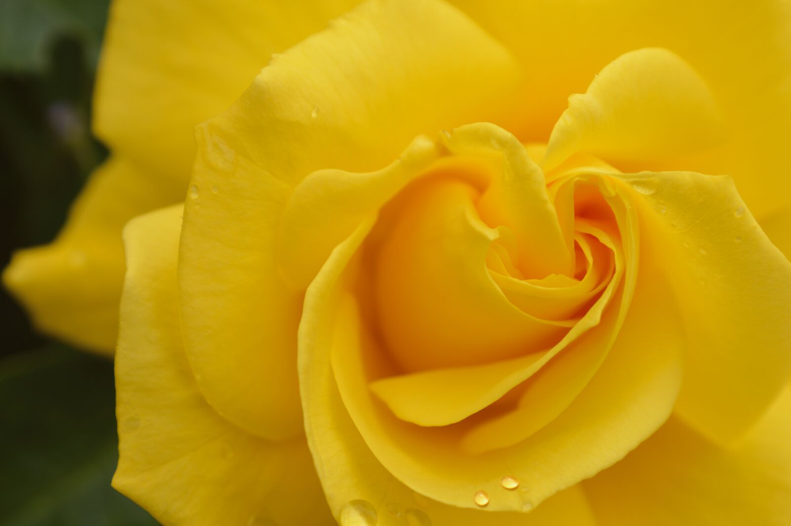 Nikon D3200 sample photo. Rose, yellow rose, drop photography
