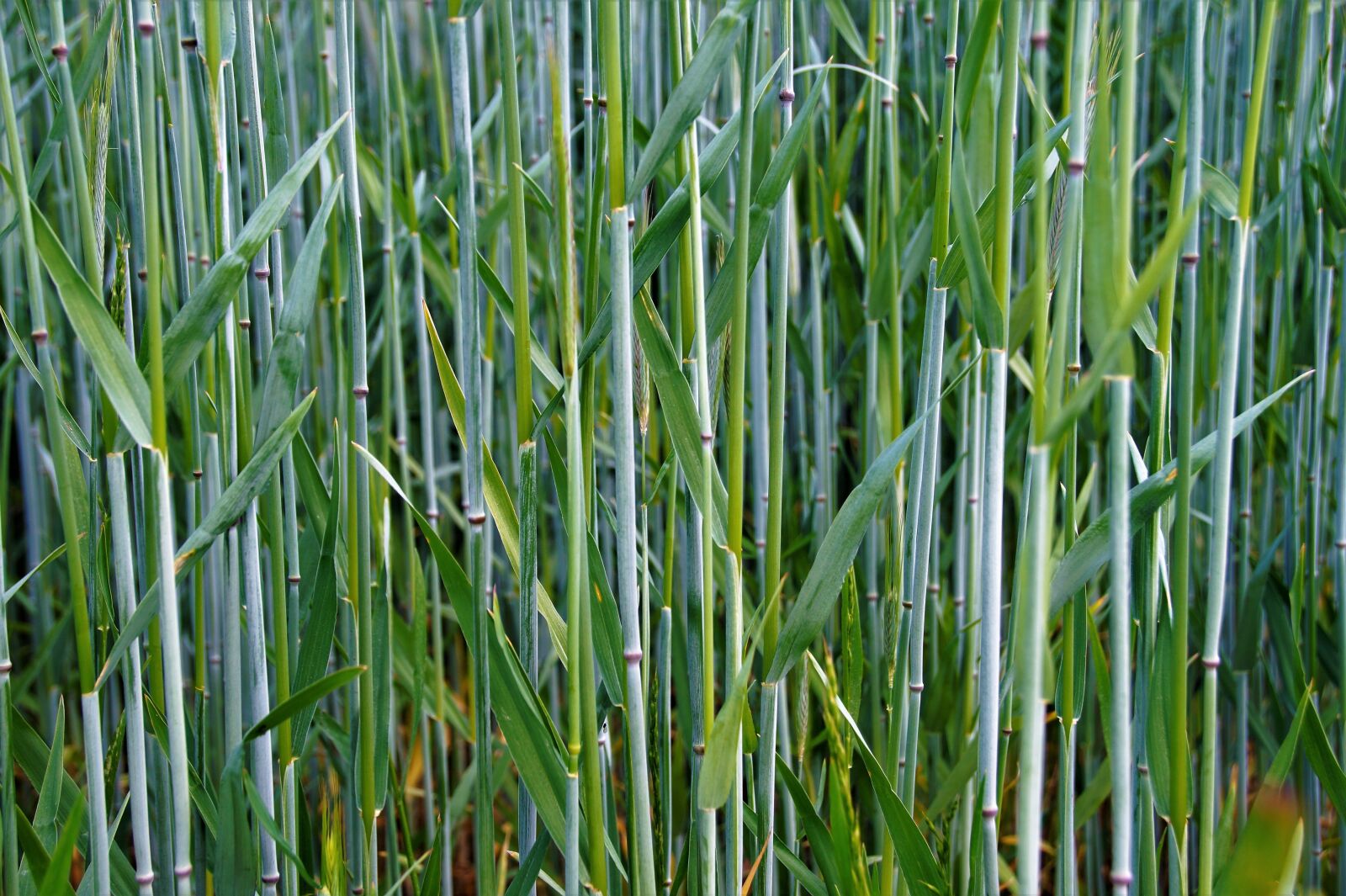 Sony SLT-A58 sample photo. Grain, green, stems photography