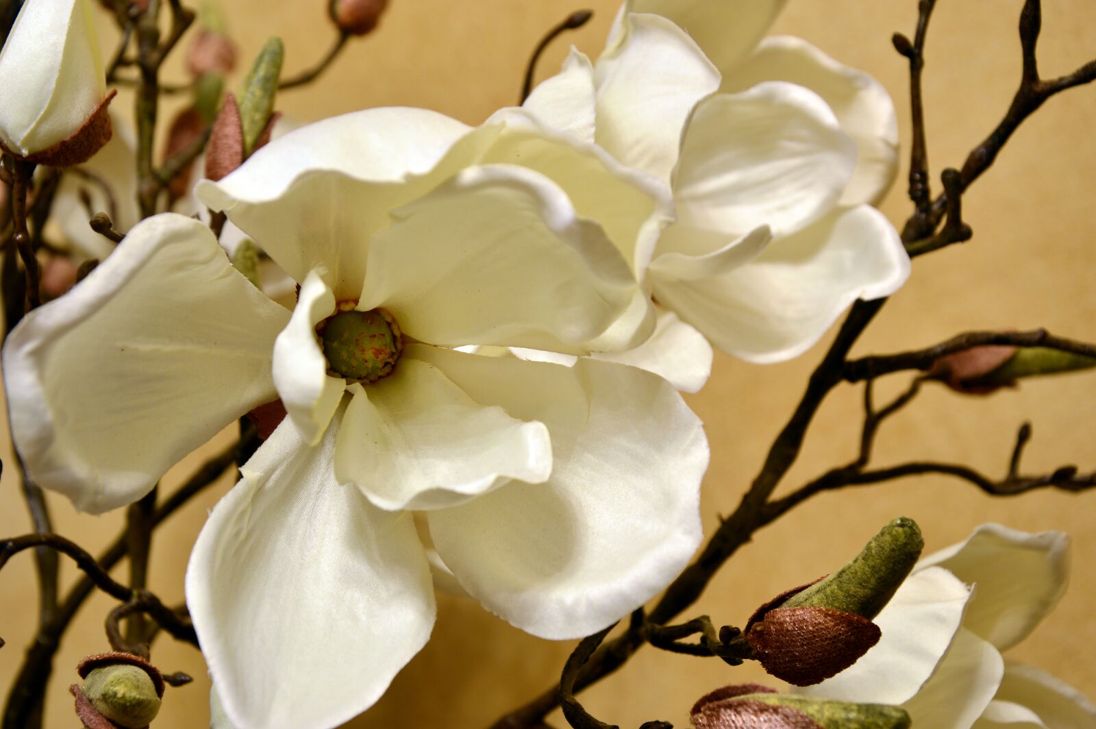 Nikon D3200 sample photo. Blossom, bloom, magnolia photography