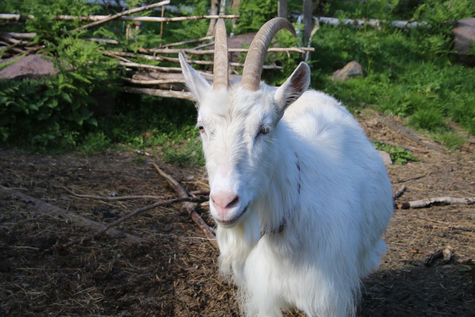 Canon EOS 70D + Canon EF-S 18-55mm F3.5-5.6 II sample photo. Goat, white, the horns photography