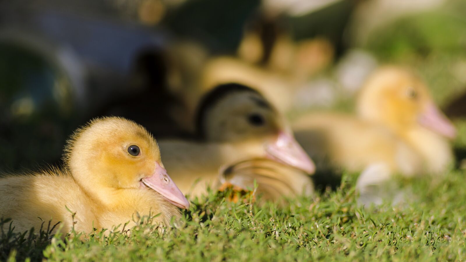 Nikon D5100 sample photo. Farm, chicks, duck photography